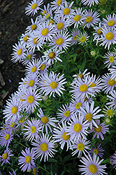Blue Knoll Heteropappus (Heteropappus meyendorfii 'Blue Knoll') at Lakeshore Garden Centres