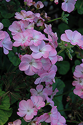 Multibloom Lavender Geranium (Pelargonium 'Multibloom Lavender') at Lakeshore Garden Centres