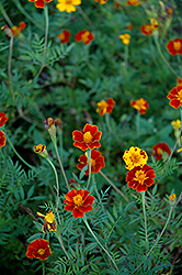 Burning Embers Marigold (Tagetes linnaeus 'Burning Embers') at Lakeshore Garden Centres