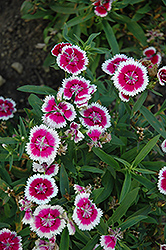 Floral Lace Violet Picotee Pinks (Dianthus 'PAS96832') at Lakeshore Garden Centres