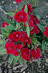 Floral Lace Violet Pinks (Dianthus 'Floral Lace Violet') at Lakeshore Garden Centres