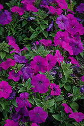 Mambo Violet Petunia (Petunia 'Mambo Violet') at Lakeshore Garden Centres