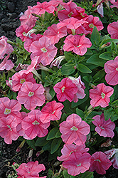 Mambo Salmon Petunia (Petunia 'Mambo Salmon') at Lakeshore Garden Centres