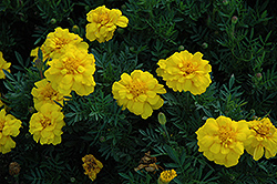 Durango Yellow Marigold (Tagetes patula 'Durango Yellow') at Lakeshore Garden Centres