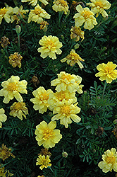 Janie Primrose Yellow Marigold (Tagetes patula 'Janie Primrose Yellow') at The Mustard Seed