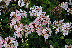 Pinto Blush Geranium (Pelargonium 'Pinto Blush') at Lakeshore Garden Centres