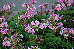 Divas Rose Ice Geranium (Pelargonium 'Divas Rose Ice') at Lakeshore Garden Centres