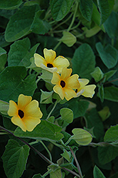 Charles Star Black-Eyed Susan (Thunbergia alata 'Charles Star') at Lakeshore Garden Centres