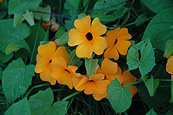 Sunny Orange Wonder Black-Eyed Susan (Thunbergia alata 'Sunny Orange Wonder') at Lakeshore Garden Centres