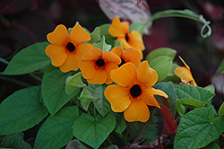 Sunny Susy Red Orange Black-Eyed Susan (Thunbergia alata 'Sunny Susy Red Orange') at Lakeshore Garden Centres
