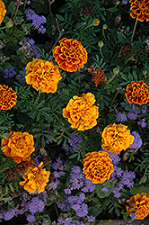 Golden Gate Marigold (Tagetes patula 'Golden Gate') at Lakeshore Garden Centres