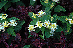Little Lucky Lemon Cream Lantana (Lantana camara 'Little Lucky Lemon Cream') at Lakeshore Garden Centres
