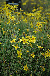 Sunbeam Bidens (Bidens ferulifolia 'KLEBF07003') at Lakeshore Garden Centres