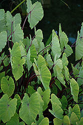 Red Stem Elephant Ear (Colocasia esculenta 'Red Stem') at Lakeshore Garden Centres