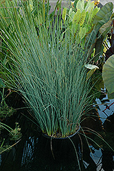 Blue Arrows Rush (Juncus inflexus 'Blue Arrows') at Peter Knippel Garden Centre