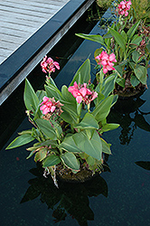 Tropical Rose Canna (Canna 'Tropical Rose') at Lakeshore Garden Centres