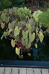Royal Hawaiian Maui Magic Elephant Ear (Colocasia esculenta 'Maui Magic') at Lakeshore Garden Centres