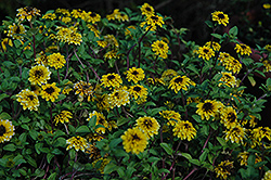 Tsavo Double Gold Creeping Zinnia (Sanvitalia procumbens 'Tsavo Double Gold') at Lakeshore Garden Centres