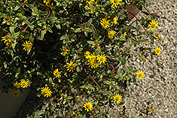 Solaris Table Creeping Zinnia (Sanvitalia procumbens 'Solaris Table') at Lakeshore Garden Centres