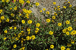 Cuzco Creeping Zinnia (Sanvitalia procumbens 'Cuzco') at Lakeshore Garden Centres