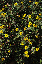 Sunbini Creeping Zinnia (Sanvitalia 'Sunbini') at Lakeshore Garden Centres