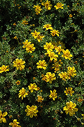 Mexcan Gold Semi-Double Bidens (Bidens ferulifolia 'Mexican Gold Semi-Double') at Lakeshore Garden Centres