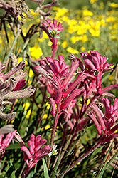 Bush Endeavor Kangaroo Paw (Anigozanthos 'Bush Endeavor') at Lakeshore Garden Centres