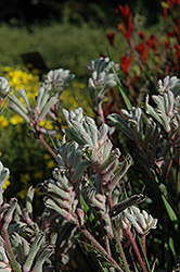 Bush Diamond Kangaroo Paw (Anigozanthos 'Bush Diamond') at Lakeshore Garden Centres