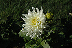 XXL Mayo Dahlia (Dahlia 'XXL Mayo') at Lakeshore Garden Centres