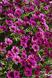 Cabaret Purple Gem Calibrachoa (Calibrachoa 'Cabaret Purple Gem') at Lakeshore Garden Centres