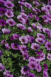 Cabaret Dark Blue Calibrachoa (Calibrachoa 'Cabaret Dark Blue') at Lakeshore Garden Centres