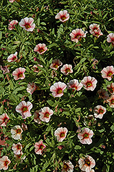 Can-Can Strawberry Calibrachoa (Calibrachoa 'Can-Can Strawberry') at Lakeshore Garden Centres