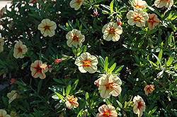Celebration Peach Cobbler Calibrachoa (Calibrachoa 'Celebration Peach Cobbler') at Lakeshore Garden Centres