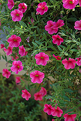 Celebration Purple Star Calibrachoa (Calibrachoa 'Celebration Purple Star') at Lakeshore Garden Centres