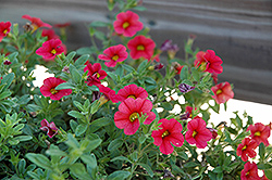 Caloha Compact Patio Red Calibrachoa (Calibrachoa 'Caloha Compact Patio Red') at Lakeshore Garden Centres
