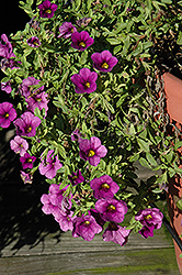 Aloha Dark Lavender Calibrachoa (Calibrachoa 'Aloha Dark Lavender') at A Very Successful Garden Center