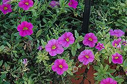 Aloha Pink Calibrachoa (Calibrachoa 'Aloha Pink') at The Mustard Seed