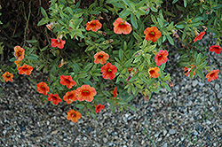Noa Tangerine Calibrachoa (Calibrachoa 'Noa Tangerine') at Lakeshore Garden Centres