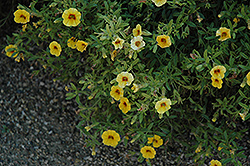 Noa Sunrise Calibrachoa (Calibrachoa 'Noa Sunrise') at Lakeshore Garden Centres