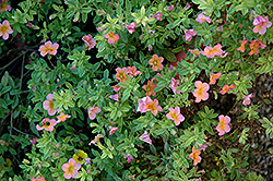 Noa Salmon Calibrachoa (Calibrachoa 'Noa Salmon') at Lakeshore Garden Centres