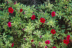 Noa Red Wine Calibrachoa (Calibrachoa 'Noa Red Wine') at Lakeshore Garden Centres