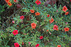 Noa Red Glaze Calibrachoa (Calibrachoa 'Noa Red Glaze') at Lakeshore Garden Centres