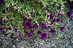 Noa Midnight Blue Calibrachoa (Calibrachoa 'Noa Midnight Blue') at Lakeshore Garden Centres