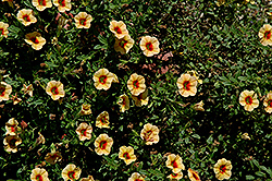 Noa Mango Eye Calibrachoa (Calibrachoa 'Noa Mango Eye') at Lakeshore Garden Centres