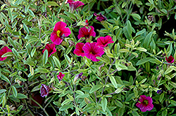 Noa Dark Red Calibrachoa (Calibrachoa 'Noa Dark Red') at Lakeshore Garden Centres
