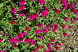 Noa Dark Purple Calibrachoa (Calibrachoa 'Noa Dark Purple') at Lakeshore Garden Centres