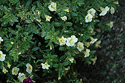 Noa Banana Calibrachoa (Calibrachoa 'Noa Banana') at Lakeshore Garden Centres