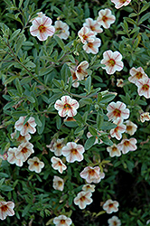 Noa Amber Star Calibrachoa (Calibrachoa 'Noa Amber Star') at Lakeshore Garden Centres
