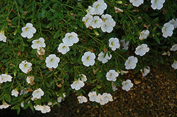 Superbells Trailing White Calibrachoa (Calibrachoa 'Superbells Trailing White') at Lakeshore Garden Centres