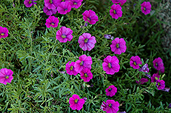 Superbells Trailing Rose Calibrachoa (Calibrachoa 'Superbells Trailing Rose') at Lakeshore Garden Centres
